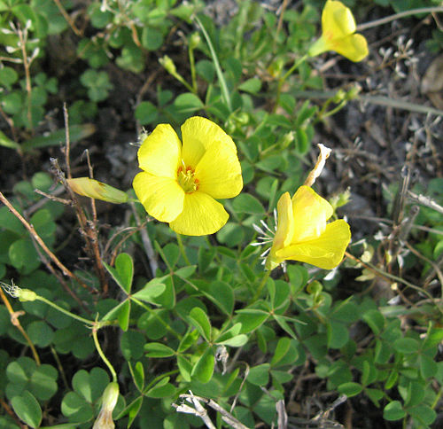 Oxalis priceae